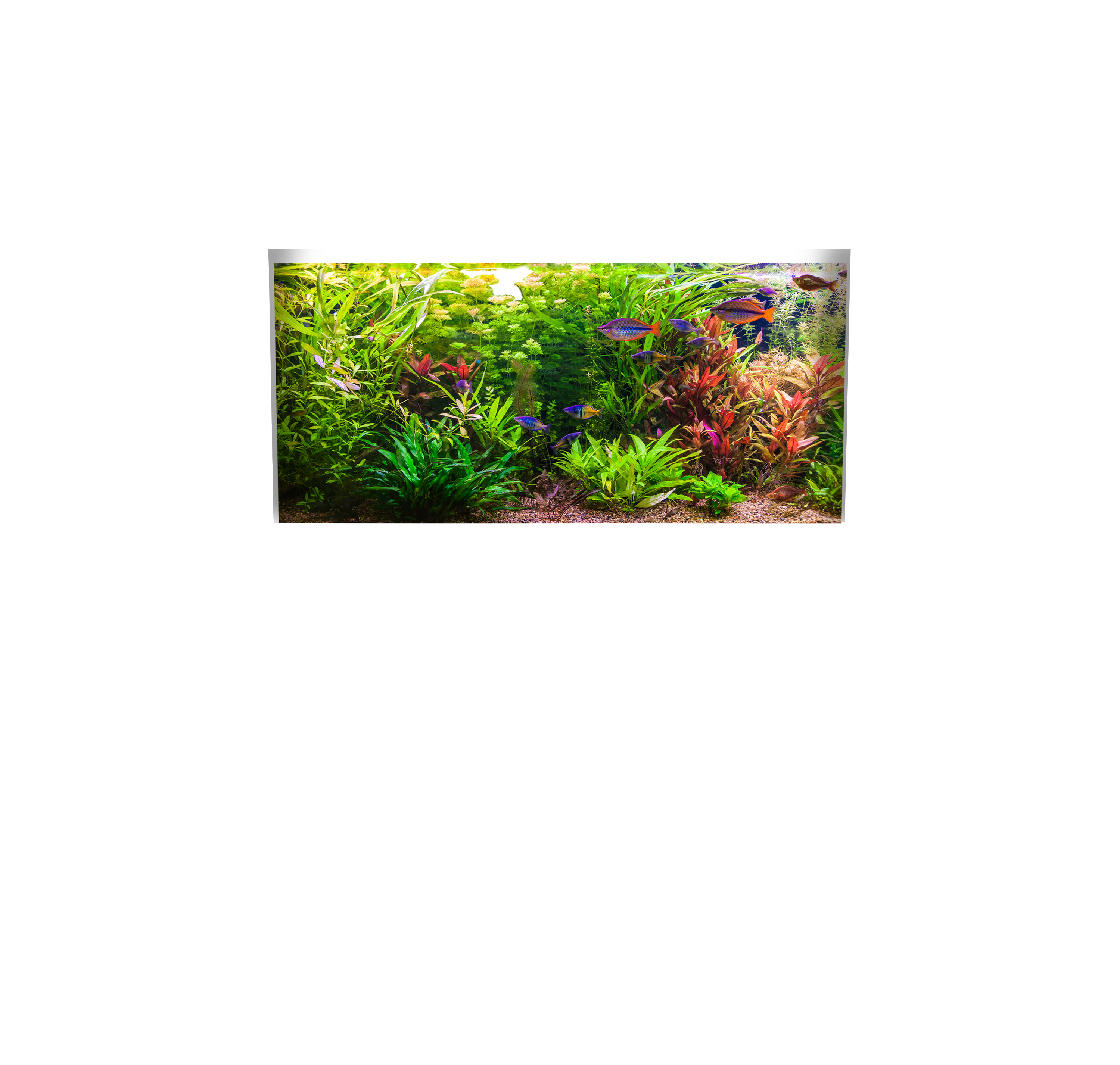 Overlay Image